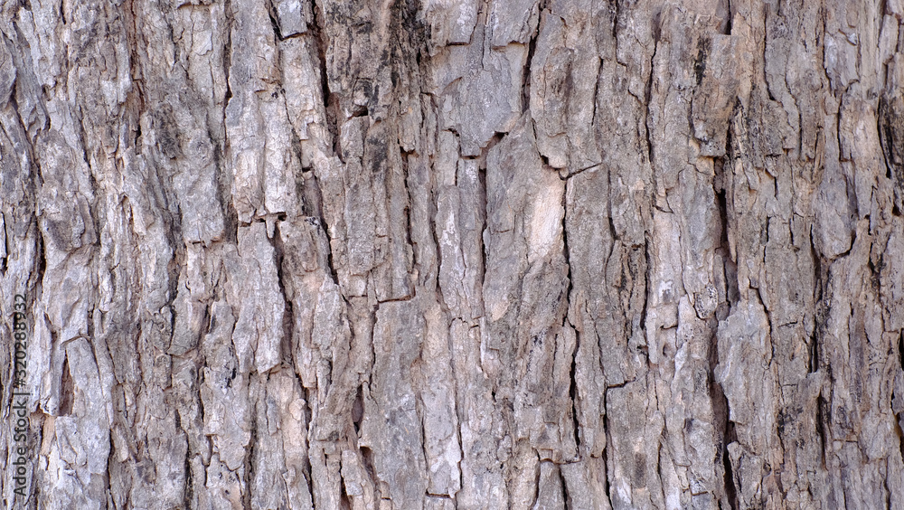 Wood skin taxture and wood taxture detail of surface is identity Wood skin taxture and wood taxture detail of surface is identity