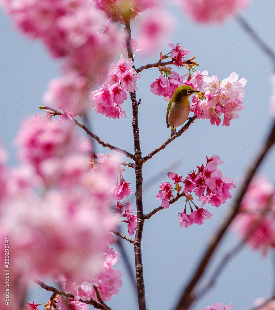 桜とメジロ 桜とメジロ