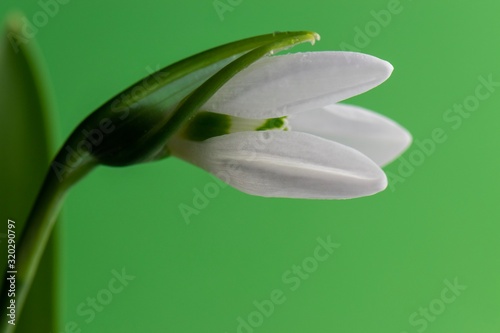 Opening snowdrop spring flower with green background 