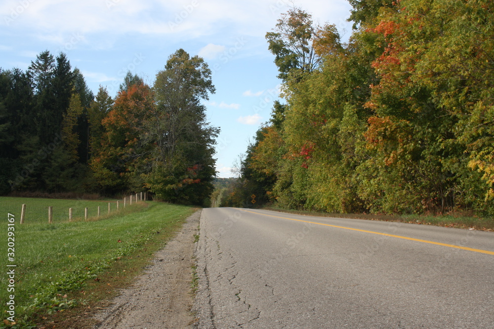 Fototapeta premium droga w lesie