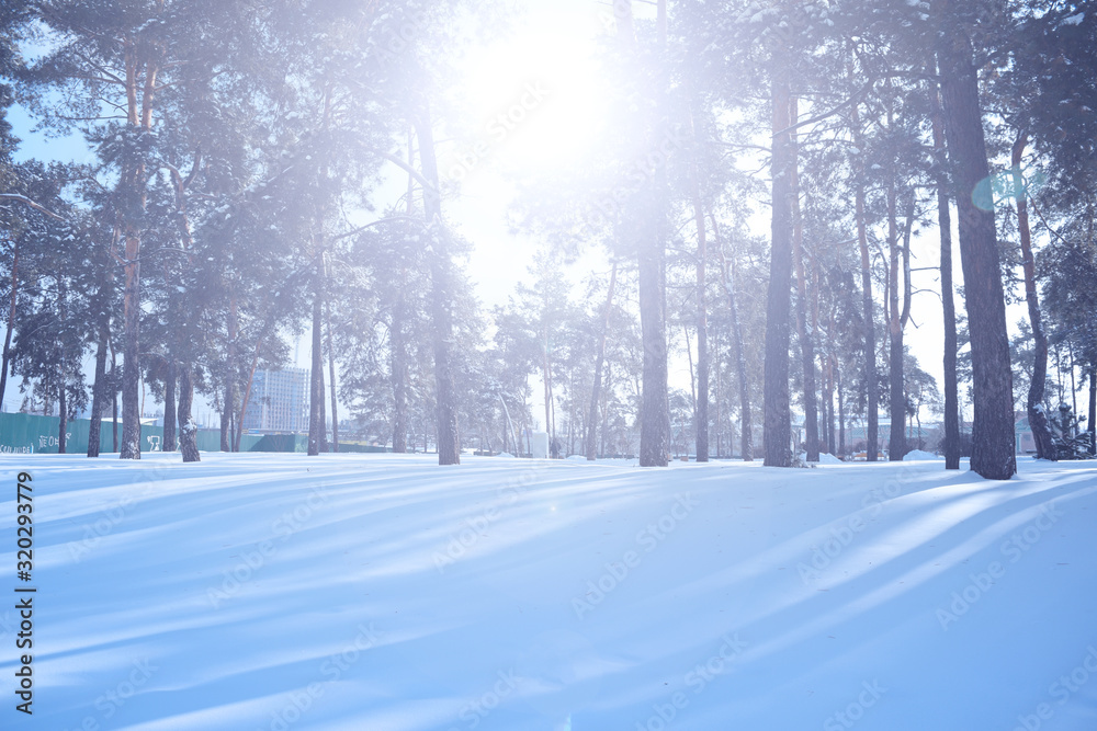 Bright white sun over a pine forest in winter.