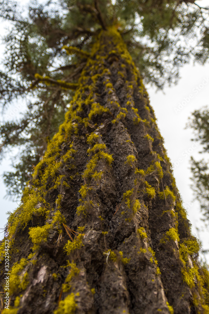 Fototapeta premium Detail of the bark of a pine tree near Crater Lake