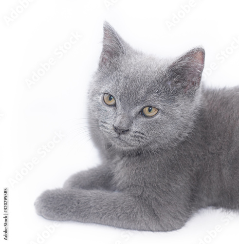 A grey kitten lies on a white background. Cute kitten. British cat. Cover for an album or notebook.