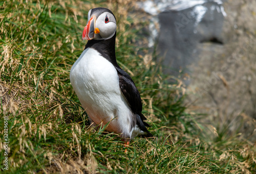 The Atlantic puffin  also known as the common puffin