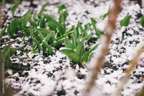Tulips sprout from the ground through white snow in the chill of springtime. Tulip leaves are covered with frosty ice. Frozen fresh green leaves of a tulip.