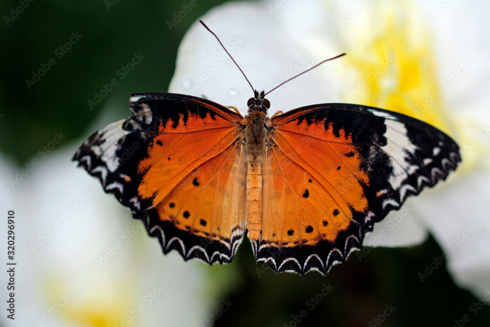 Obraz premium Schmetterling bunt