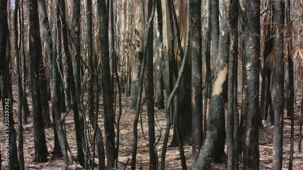 Young man walking right to left through burnt Australian bush. Witnessing the destruction. Young man walking right to left through burnt Australian bush. Witnessing the destruction.