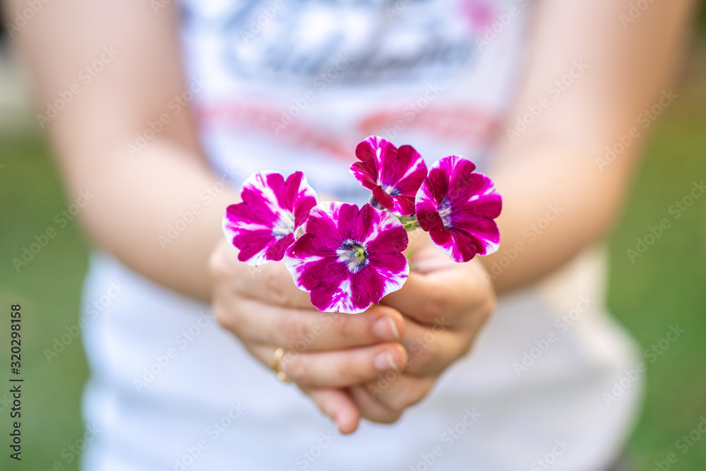 Woman's hands holding free pansy flower.