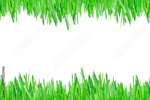 green grass. isolate on a white background. Grass from the bottom and top of the layout, border design and edging