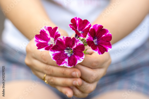 Woman's hands holding free pansy flower.