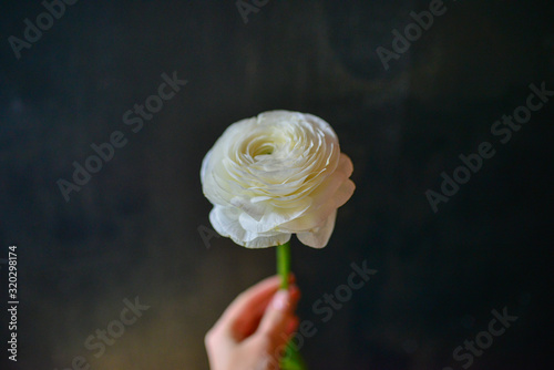 ranunculus exclusive flower on a black background photo