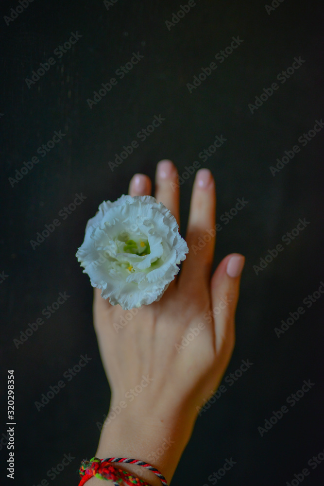 eustoma on a black background, a beautiful flower in the hands of a girl