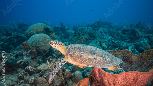 Green Sea Turtle in turquoise water of coral reef in Caribbean Sea / Curacao