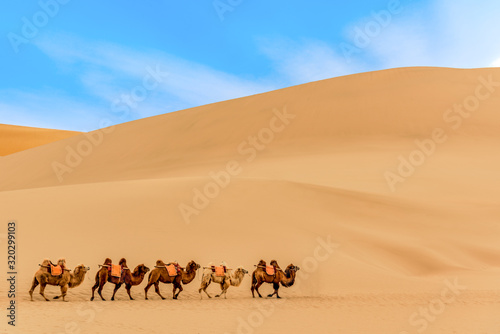 Dunhuang mingsha mountain camel team