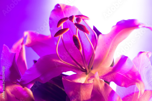 Fototapeta Naklejka Na Ścianę i Meble -  Lily flower in neon light. Lily flower close-up. White-pink natural background. Cultivated plant. Bulbous plant. A flower with beautiful stamens.