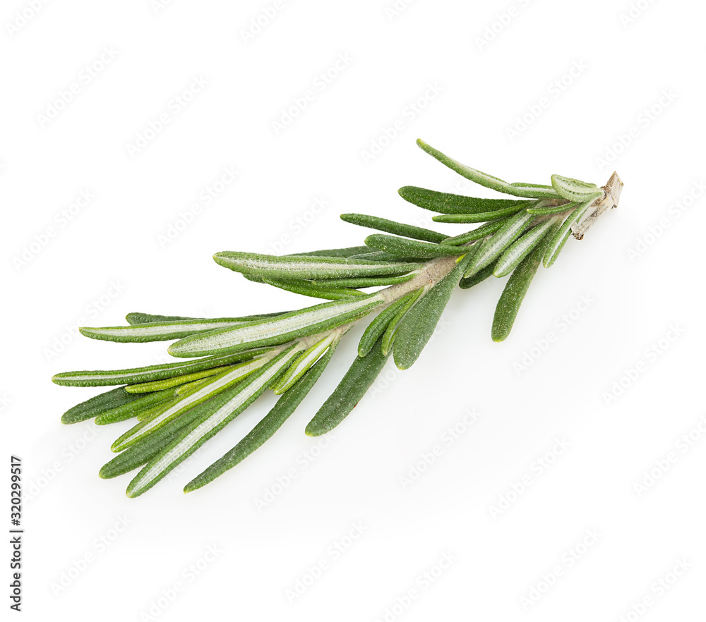 Fototapeta premium Fresh rosemary branch isolated on white background.