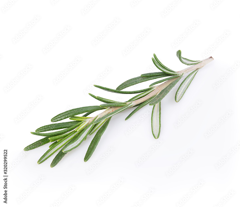Fresh rosemary branch isolated on white background. Fresh rosemary branch isolated on white background.