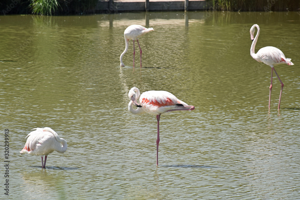 group flamingo animal in a natural water landscape