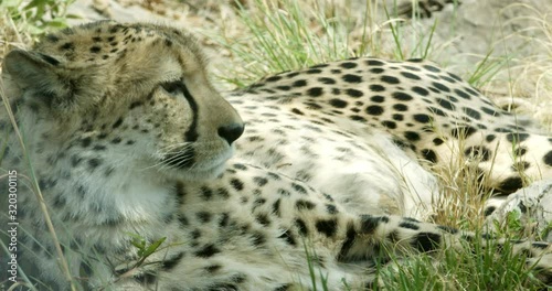 profile of cheetah peacefully laying down on the grass