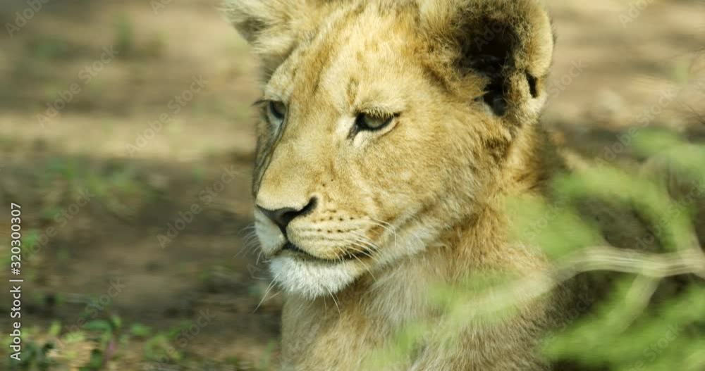 lioness face as she is laying down observing her surroundings lioness face as she is laying down observing her surroundings