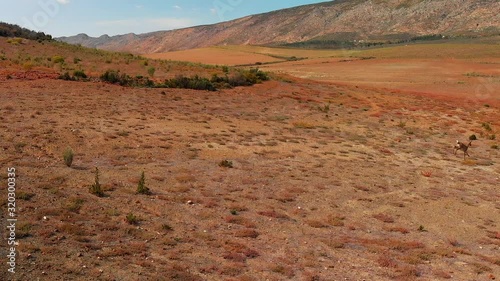 Antelope, Rheebuck, Buck, Male, Wildlife, Animals.
Countryside, Karoo, South Africa.
Grazing In The Veld
Drone Shot - Pan L to R
1080HD photo