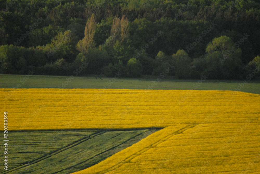 Fototapeta premium spring in Germany