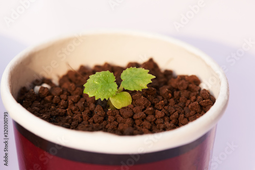 Young cactus in flowerpot on white background