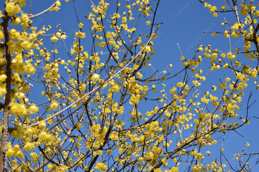 青空に映える黄色い蝋梅の花 青空に映える黄色い蝋梅の花