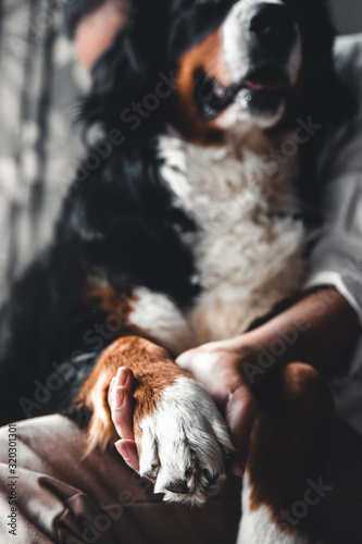 Young beautiful woman hugging her pet - dog at home. Close up portrait. Bernese Mountain Dog