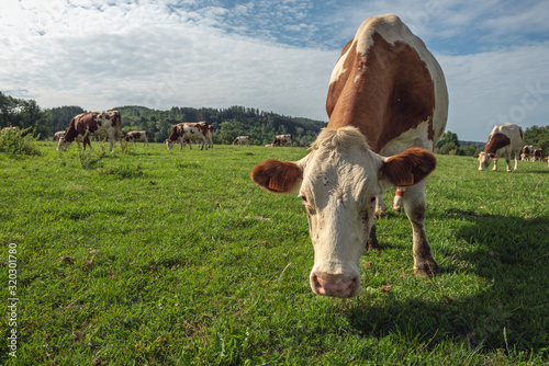 Vache laitière en campagne. Paysage de France