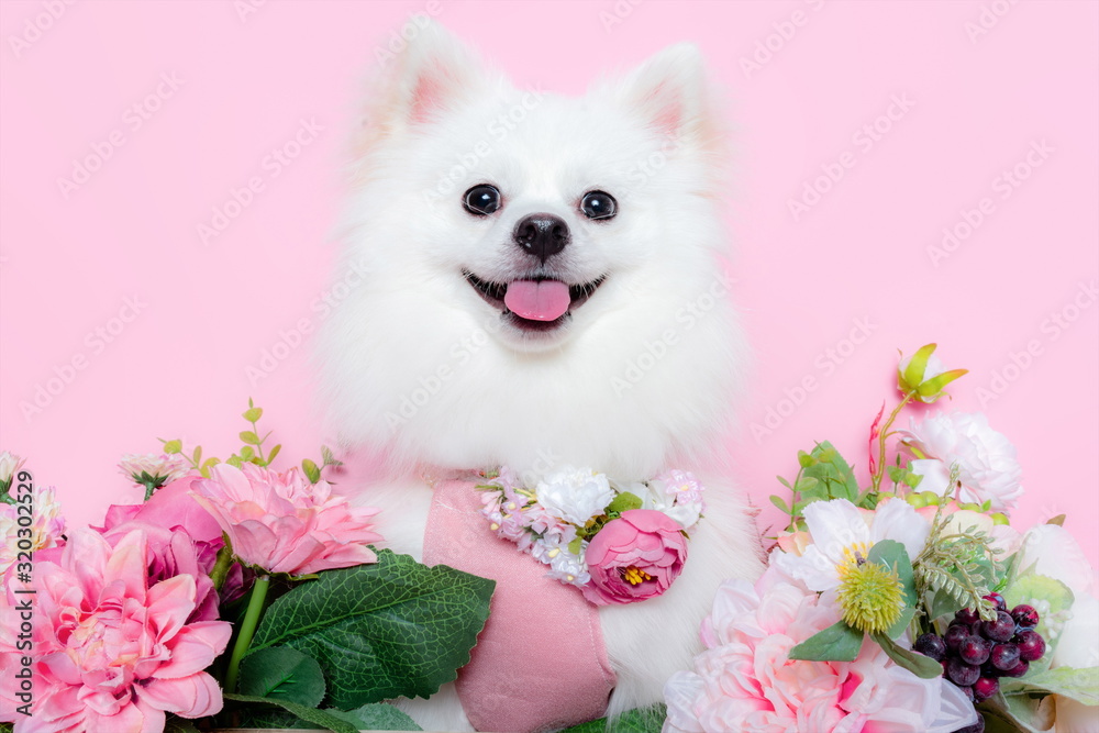 A white Pomeranian shows various expressions and shapes in the room