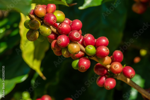 Fresh organic red raw and ripe coffee cherry beans on tree close up  agriculture plantation in North of Thailand.