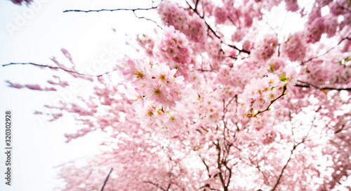 sakura tree in spring park with flowers