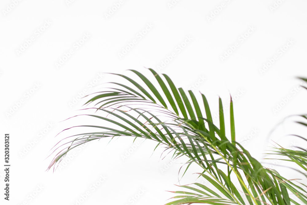 exotic foliage background green on white. Palm leaf on white background exotic foliage background green on white. Palm leaf on white background