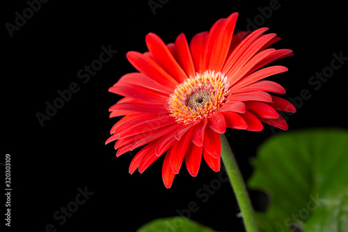 Red gerbera flower