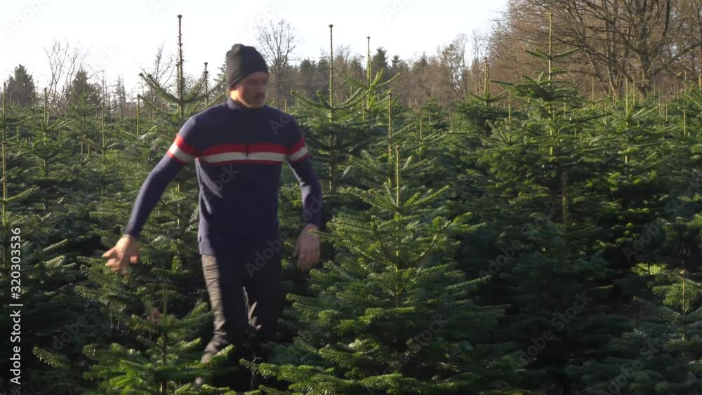 Tripod men cleaning and checking christmas tree field Tripod men cleaning and checking christmas tree field