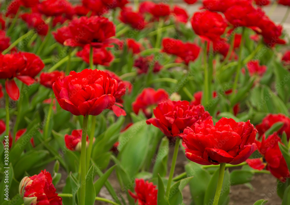 Many red tulips with green leaves. Beautiful flowers background, texture Many red tulips with green leaves. Beautiful flowers background, texture