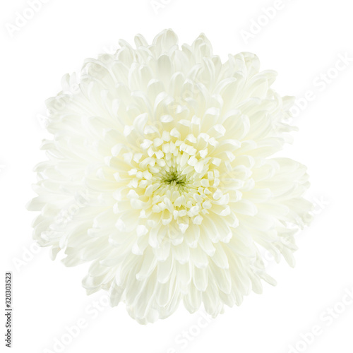 white chrysanthemum closeup