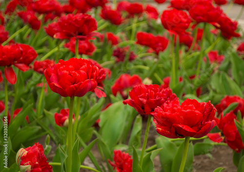 Many red tulips with green leaves. Beautiful flowers background, texture
