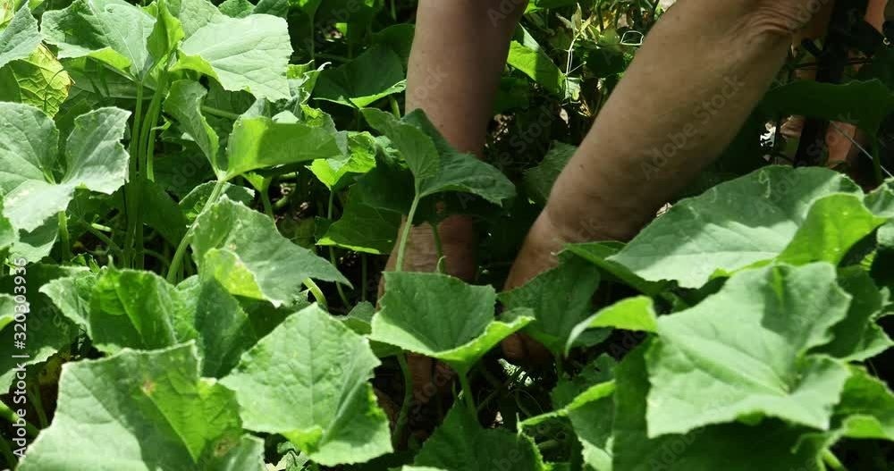 Farmer hands search between leafs for ripe cucumber to harvest, Organic farming Farmer hands search between leafs for ripe cucumber to harvest, Organic farming
