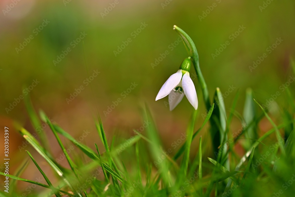 First spring flowers with colorful natural background on a sunny day. Beautiful little white snowdrops in the grass. End of winter season in nature. (Galanthus nivalis) First spring flowers with colorful natural background on a sunny day. Beautiful little white snowdrops in the grass. End of winter season in nature. (Galanthus nivalis)