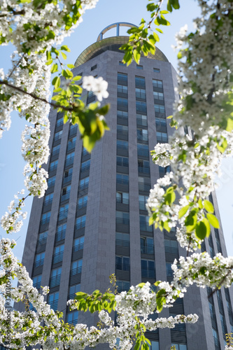 White cherry blossom in full bloom with a tower in the distance at Sockkholms hipster area Södermalm.