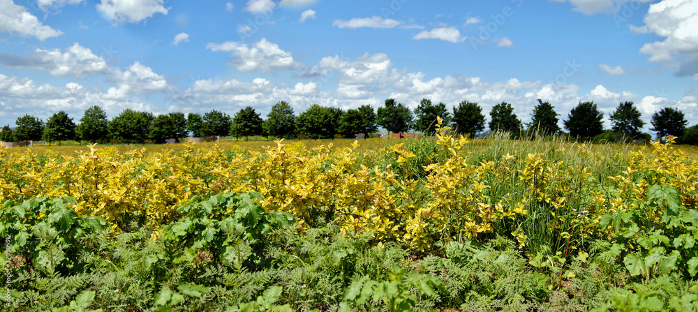 panoramic view of aronia plantation in golden colour and a line up of trees with blue sky backgrounds with clouds. Aronia chokeberries shrubs growing in a field. Antioxidant rich Superfruit. 