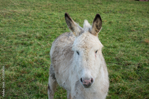 Konstfotografi Young donkey foal on a farm in County Roscommon in the west of Ireland