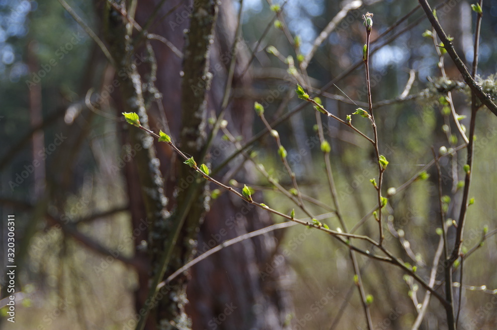 Spring in the forest, nature comes to life Spring in the forest, nature comes to life