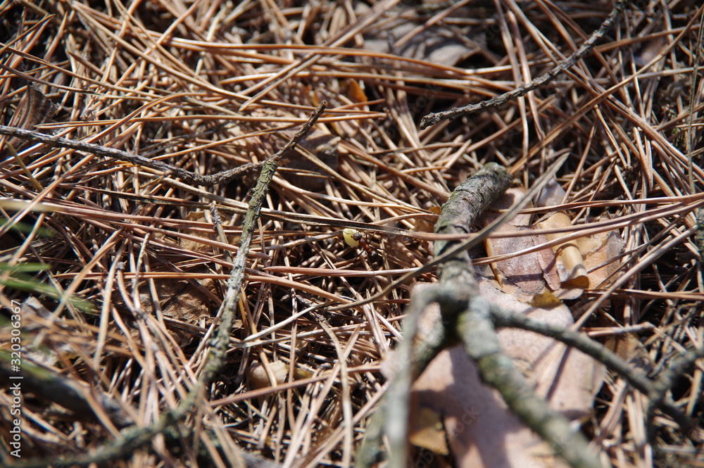 Natural background of opal foliage and pine needles
Natural background of opal foliage and pine needles