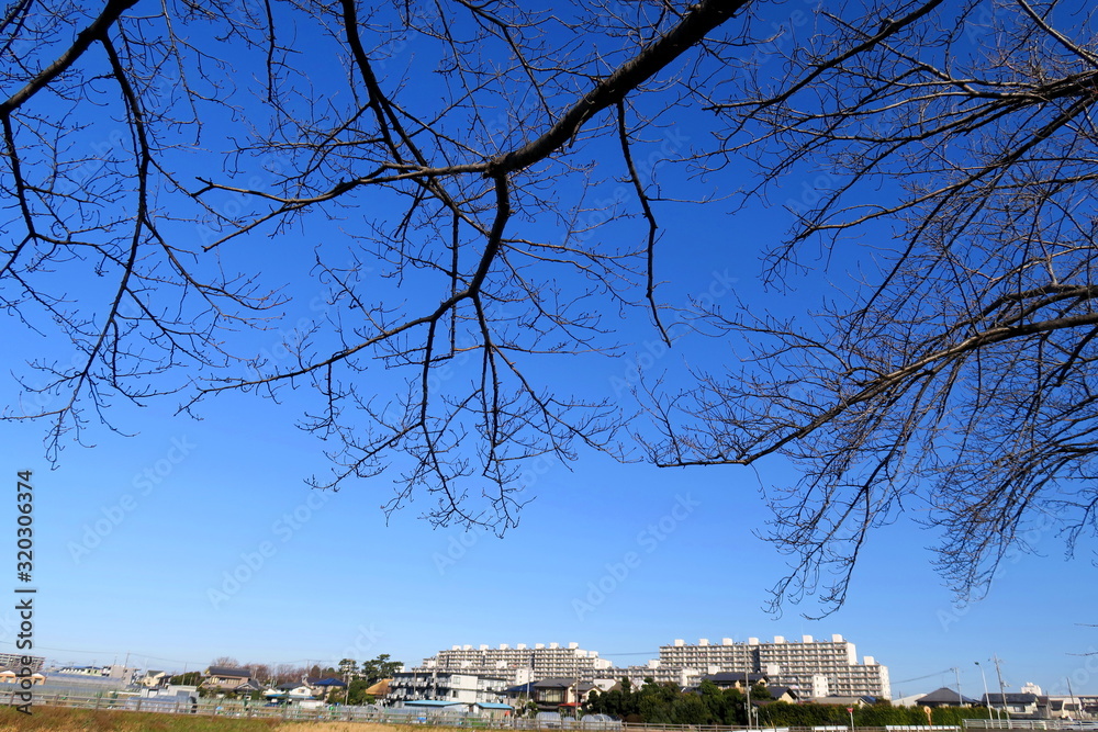 custom made wallpaper toronto digital花芽の付き始めた桜の木と郊外の住宅地風景