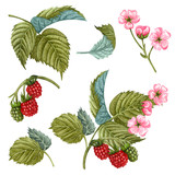 Watercolor blooming raspberry branch with flowers, berries and green leaves. Hand painted botanical set of red berries and pink flowers  isolated on white background. Honey herbs clip art