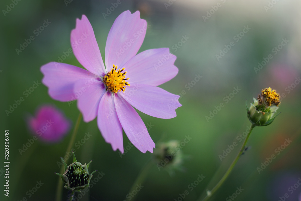 Beautiful purple flower in the garden during the day Beautiful purple flower in the garden during the day