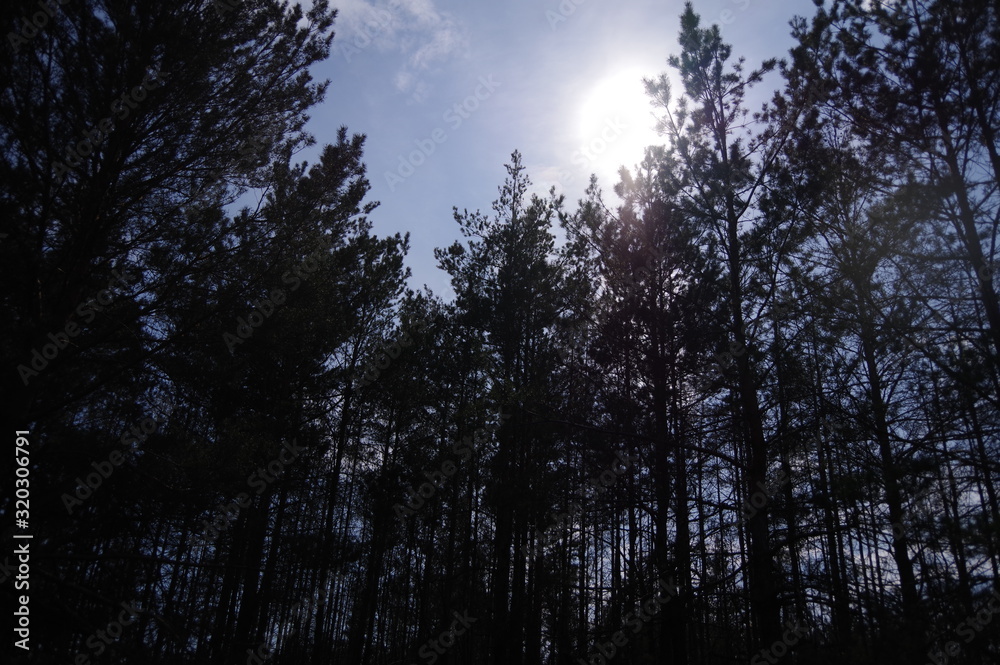 Beautiful view of the sky from the forest Beautiful view of the sky from the forest